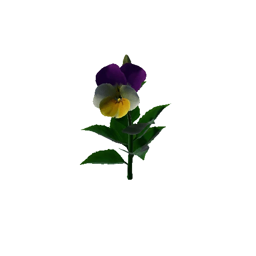 Flower Pansies1 1 1